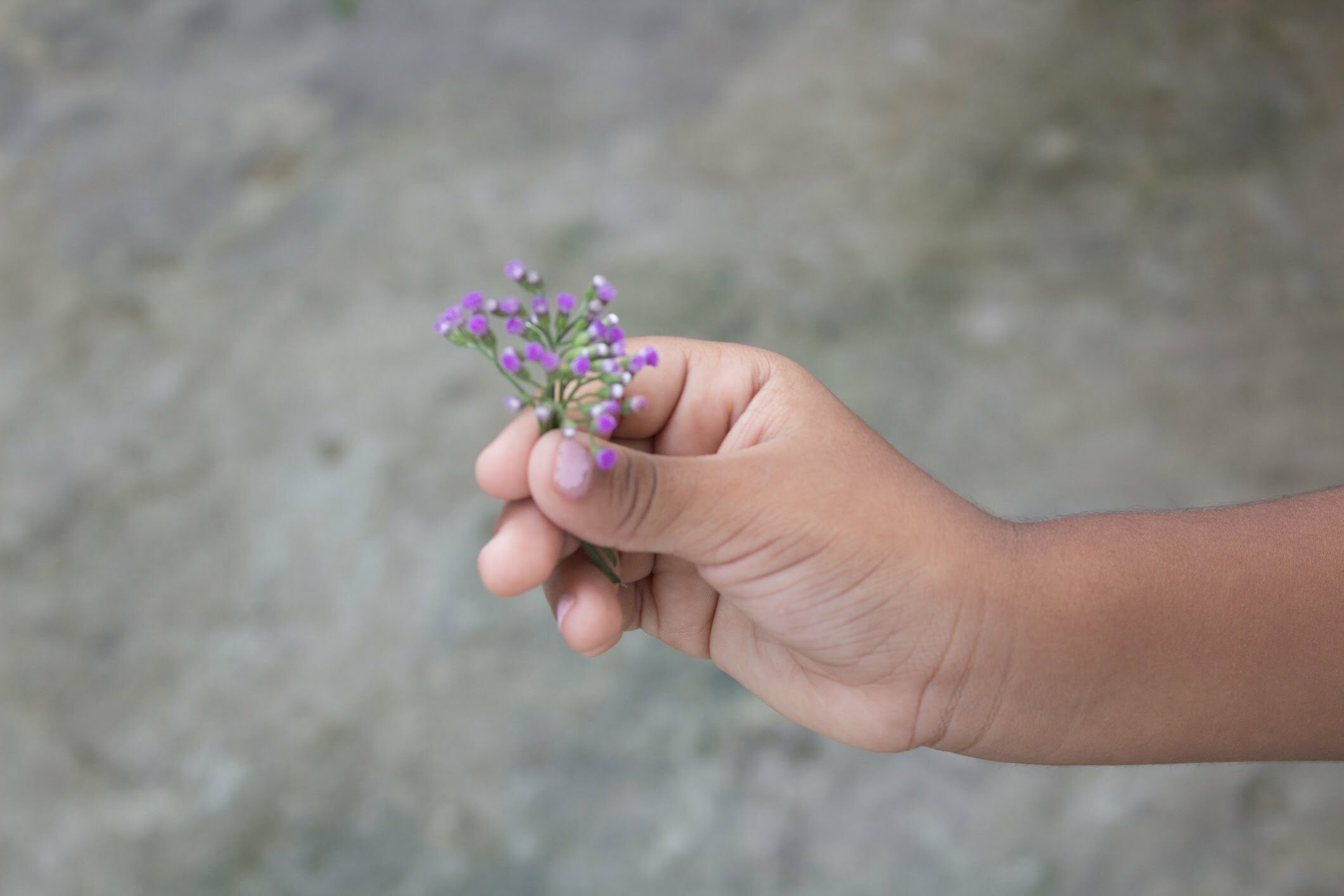child's hand with flower-Jesse Rodrigues